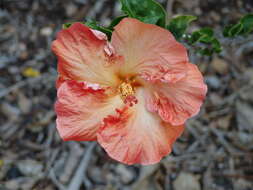 Image of rosemallow