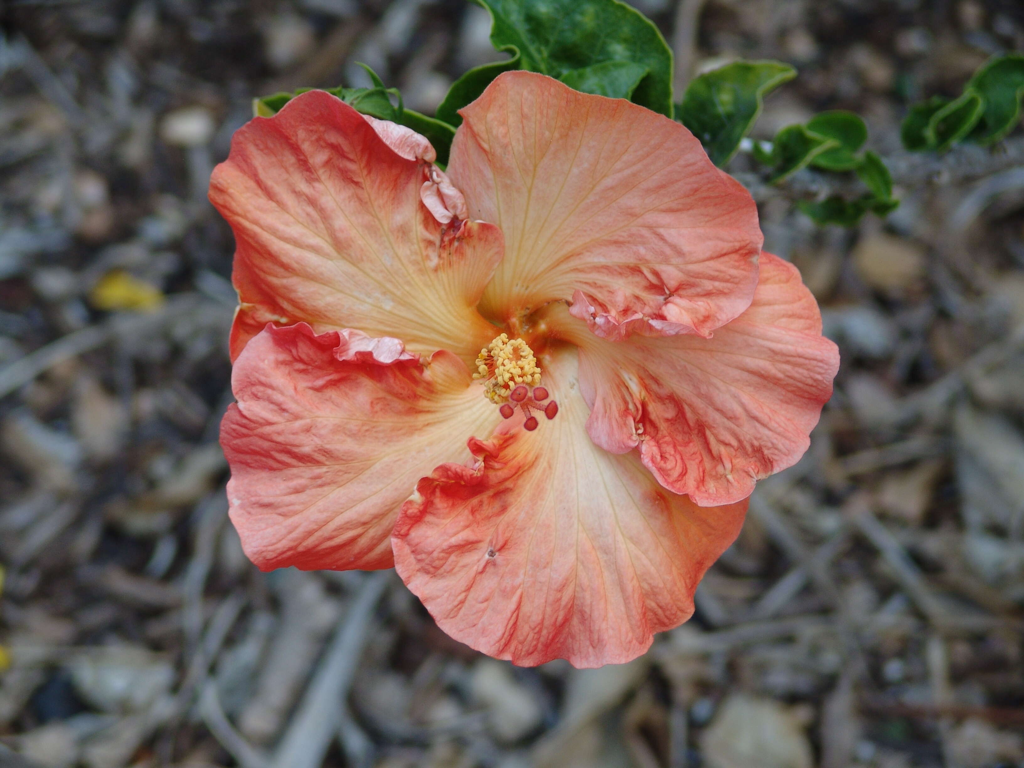 Image of China rose