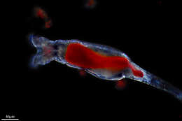 Image of Common Rotifer