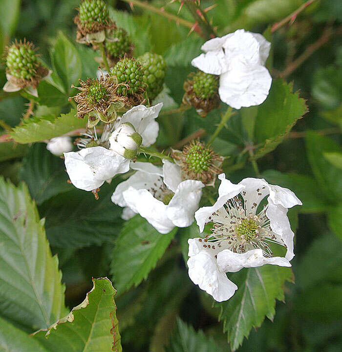 Image of Rubus boliviensis Focke