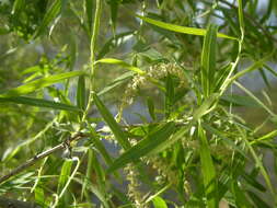 Image of narrowleaf willow