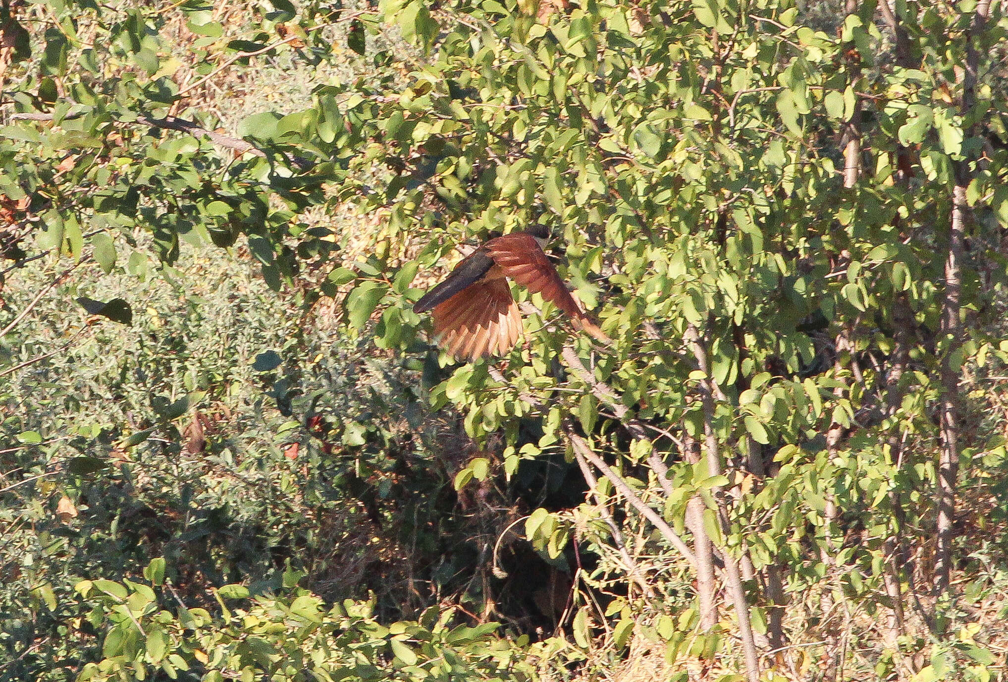 Plancia ëd Centropus senegalensis (Linnaeus 1766)