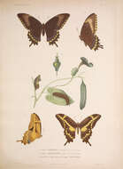 Imagem de Papilio aristodemus Esper 1794