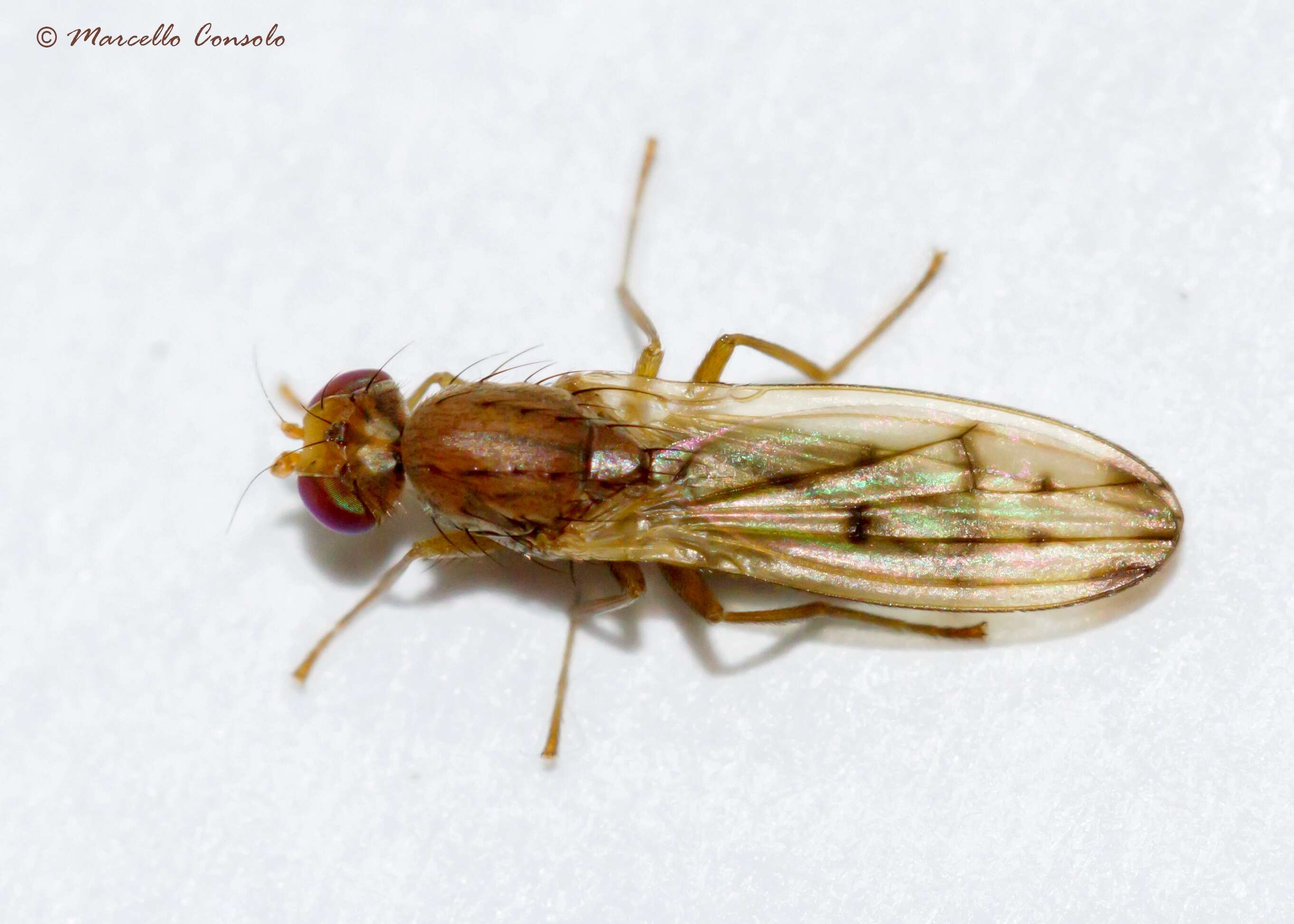 Opomyzidae resmi