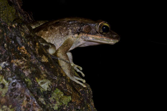 Image of Okinawa Tip-nosed Frog