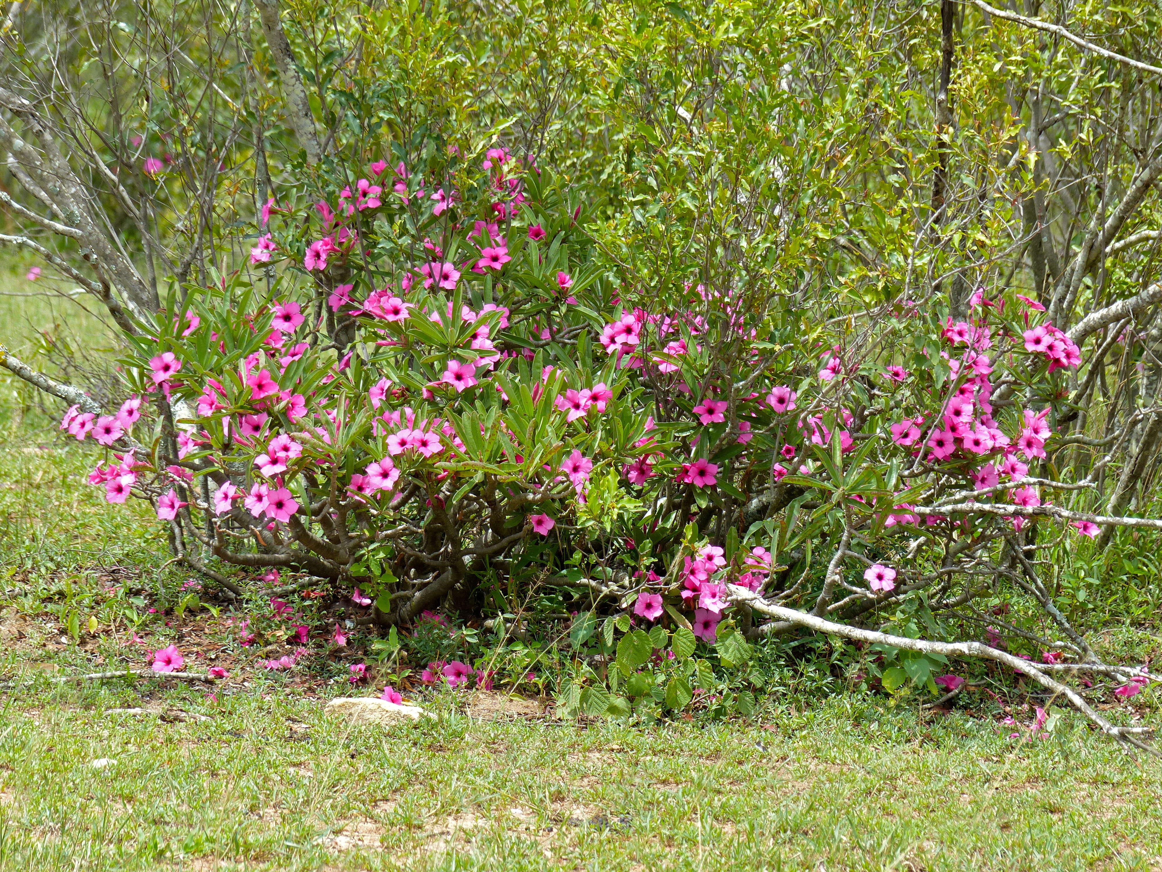 Image of desert rose