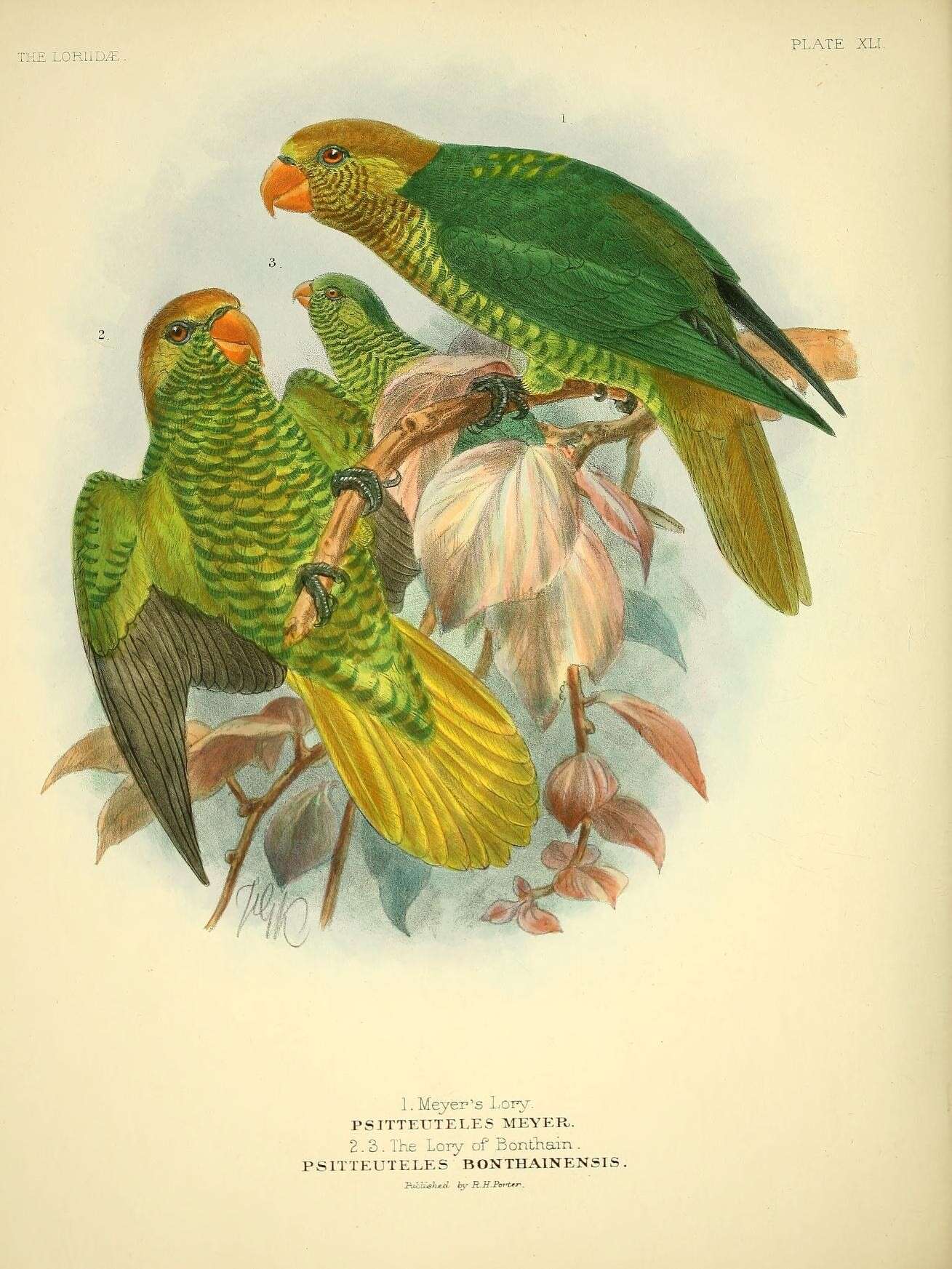 Image of Citrine Lorikeet or Yellow-and-green Lorikeet