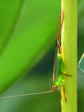 Image of Handsome Meadow Katydid