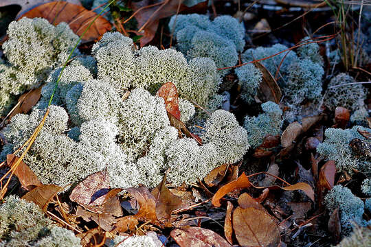 Image of Evans' reindeer lichen