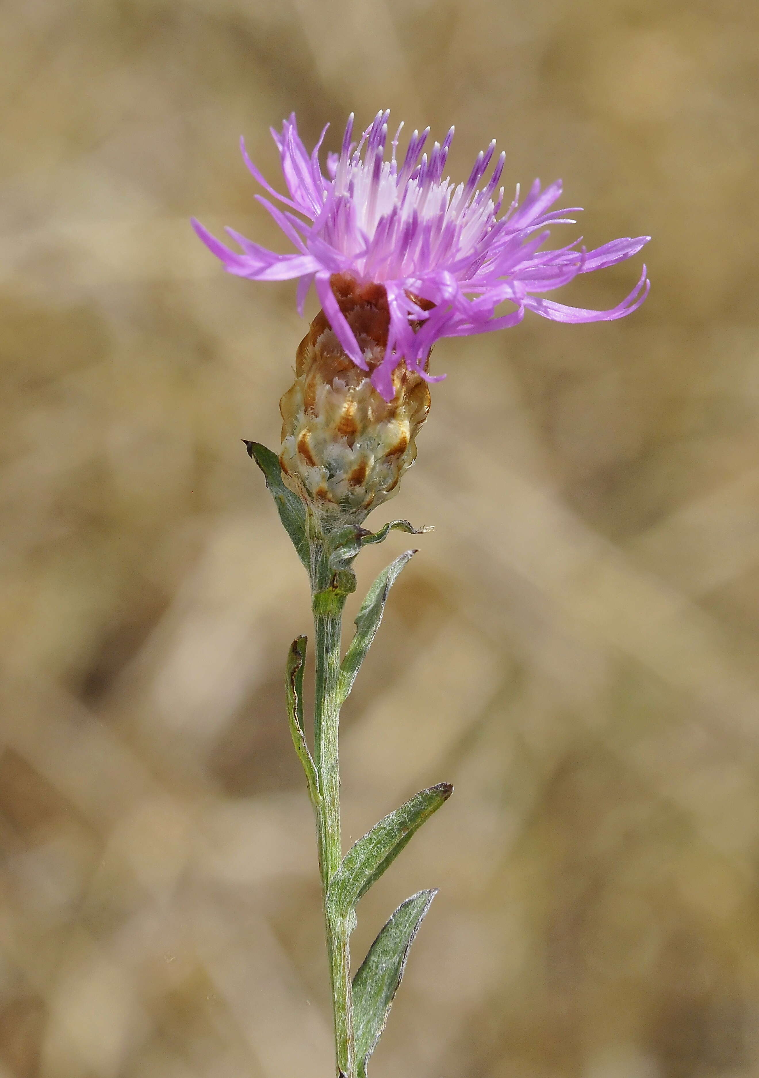 Image of knapweed