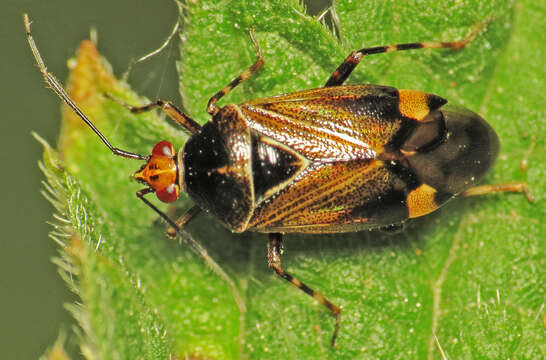 Image of Deraeocoris