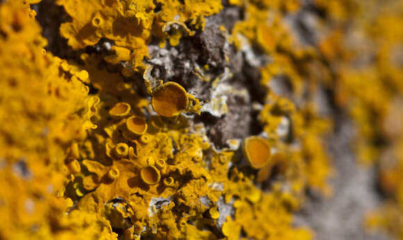 Imagem de Xanthoria parietina (L.) Beltr.