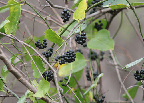 Smilax bona-nox L. resmi