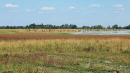 Image of False Bartsia