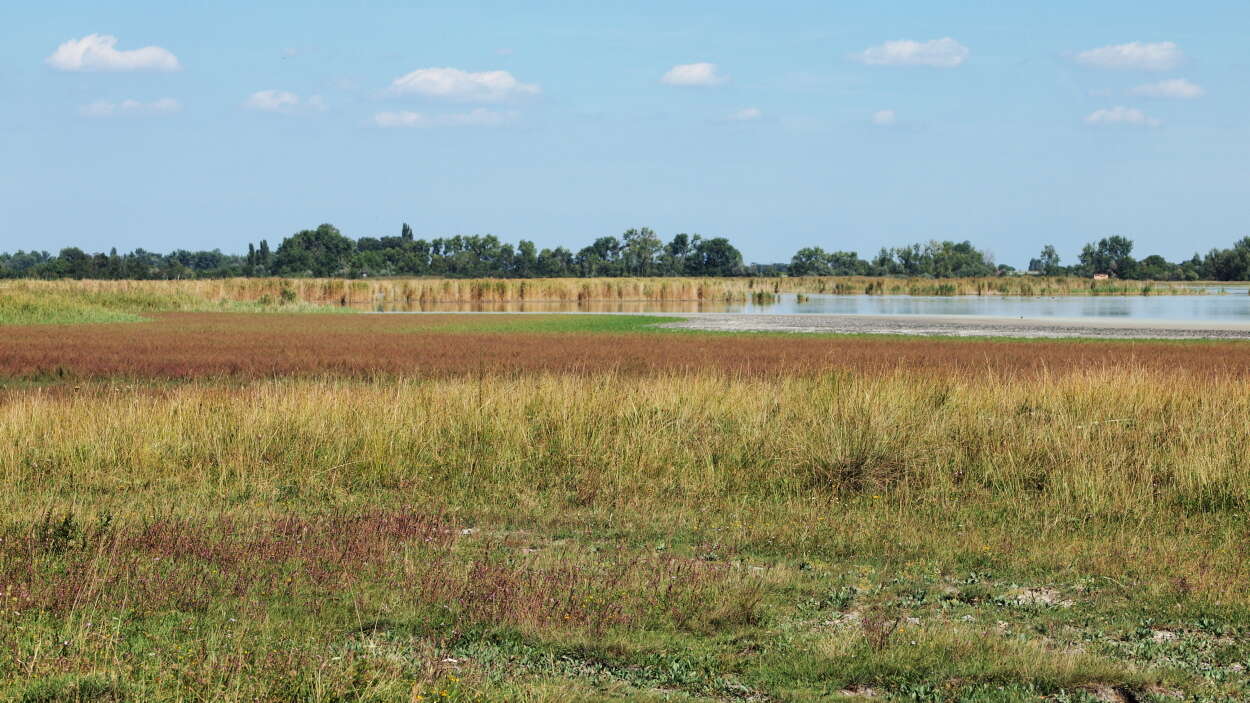 Image of False Bartsia