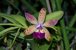 Image de Cattleya Tropical Pointer Cheetah