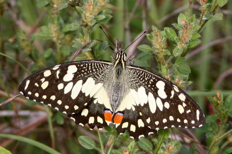 Image of Papilio