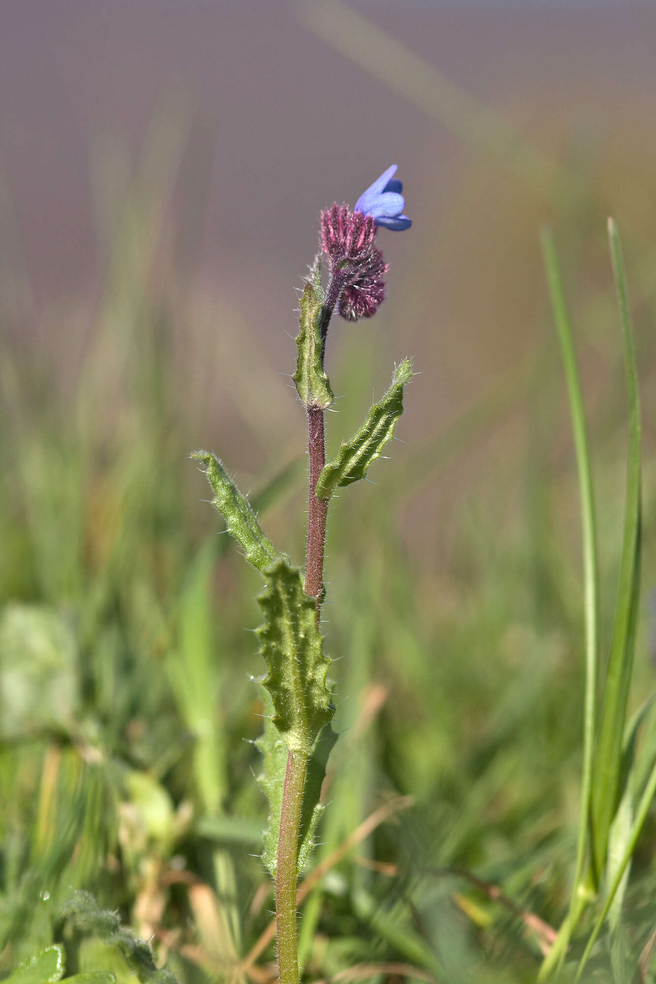 صورة Anchusella cretica (Mill.) M. Bigazzi, E. Nardi & F. Selvi