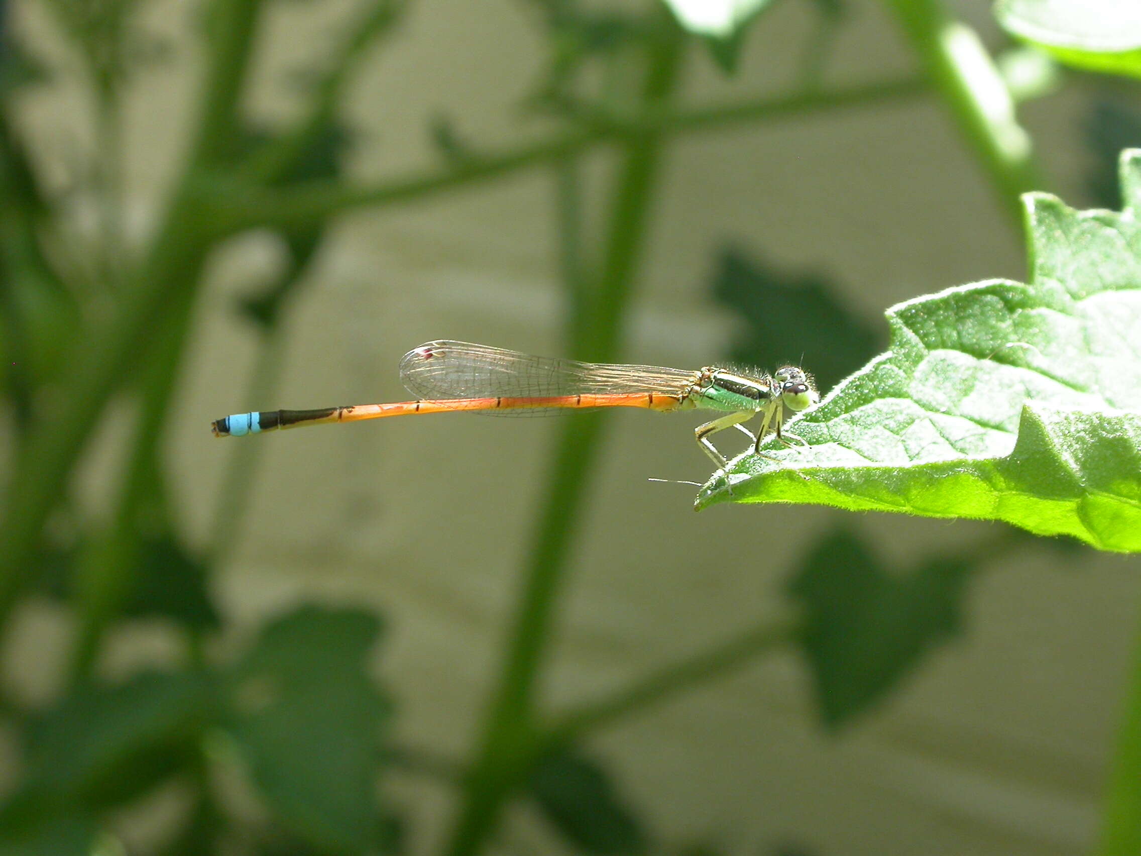 Image of forktail