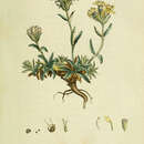 Image of Saponaria lutea L.