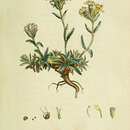 Imagem de Saponaria lutea L.