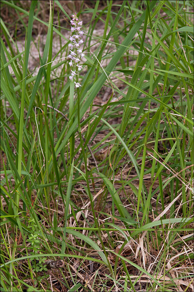 Image de Orchis odorant