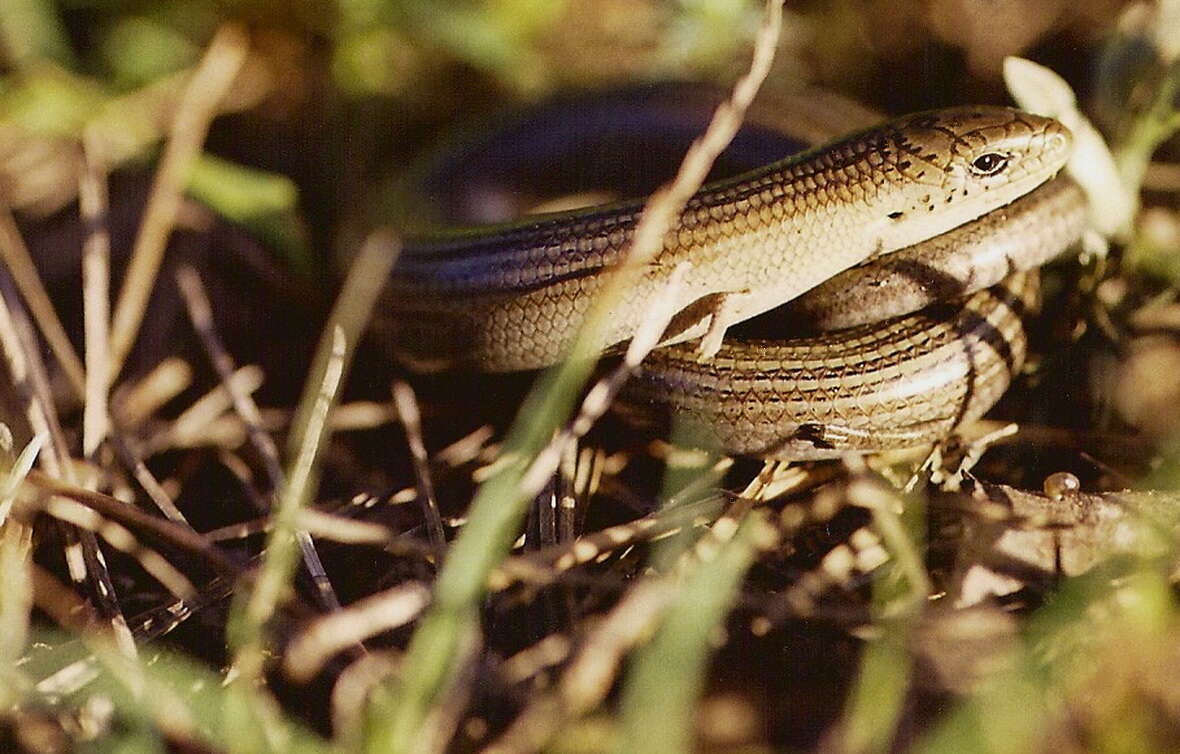 Image of Chalcides Laurenti 1768