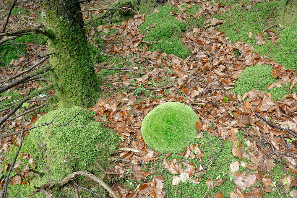 Image of leucobryum moss