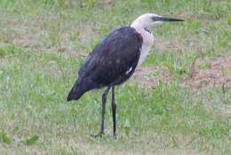 Image of Pacific Heron