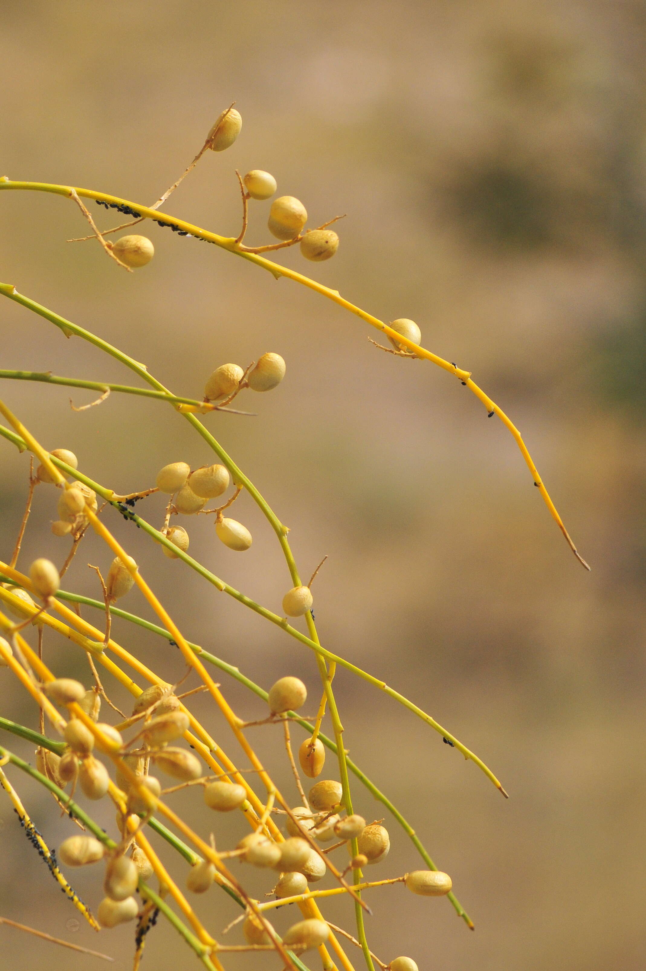 Image of bridal broom