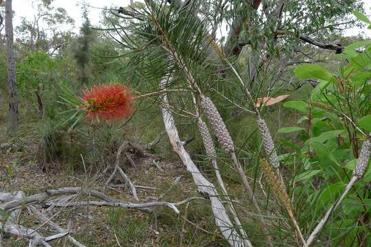 صورة Callistemon linearis (Schrad. & Wendl.) Colv. ex Sweet