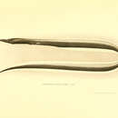 Image of Black serrivomerid eel