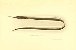 Image of sawtooth eels