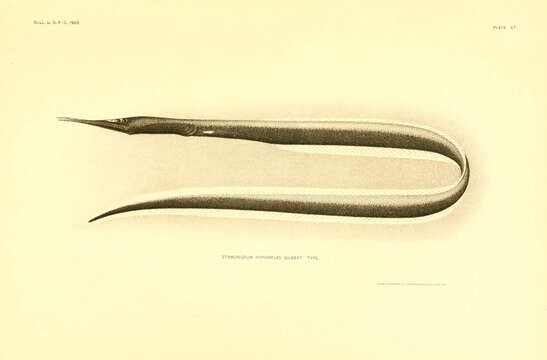 Image of Stemonidium
