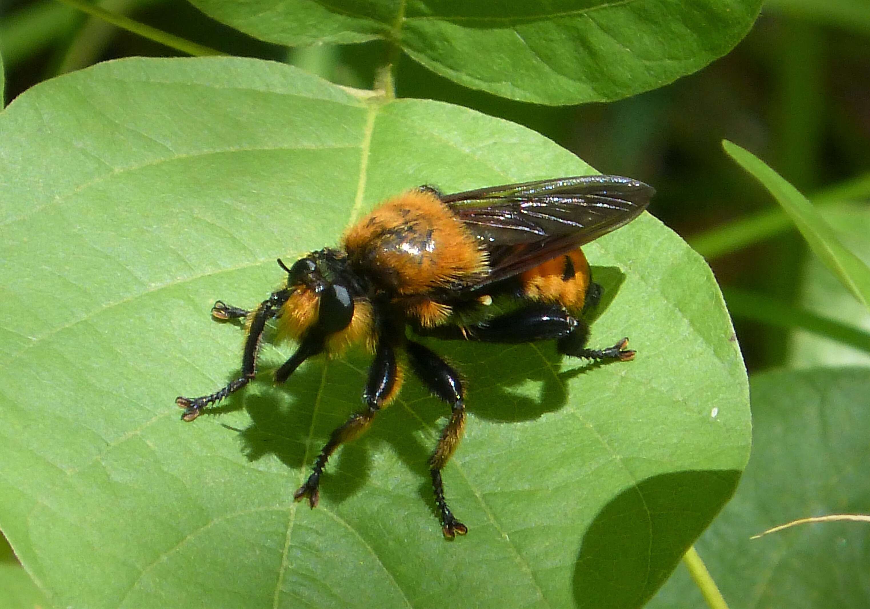 Image of Bee-like Robber Flies