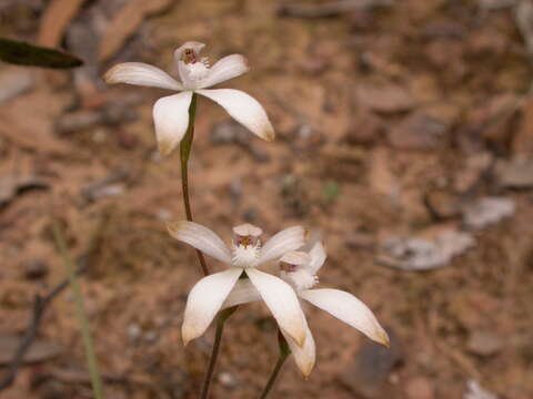 Image of Brown caps