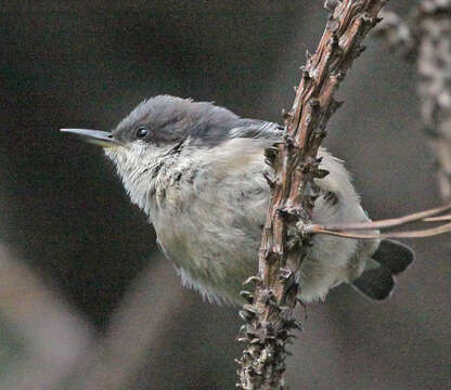 Image of Pygmy Nuthatch