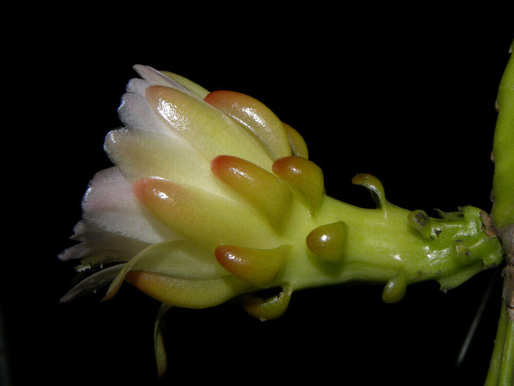 Image of cacti