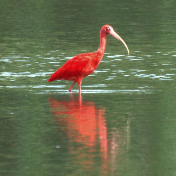 Image of Scarlet Ibis