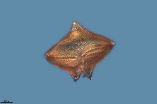 Image of Protoperidinium crassipes