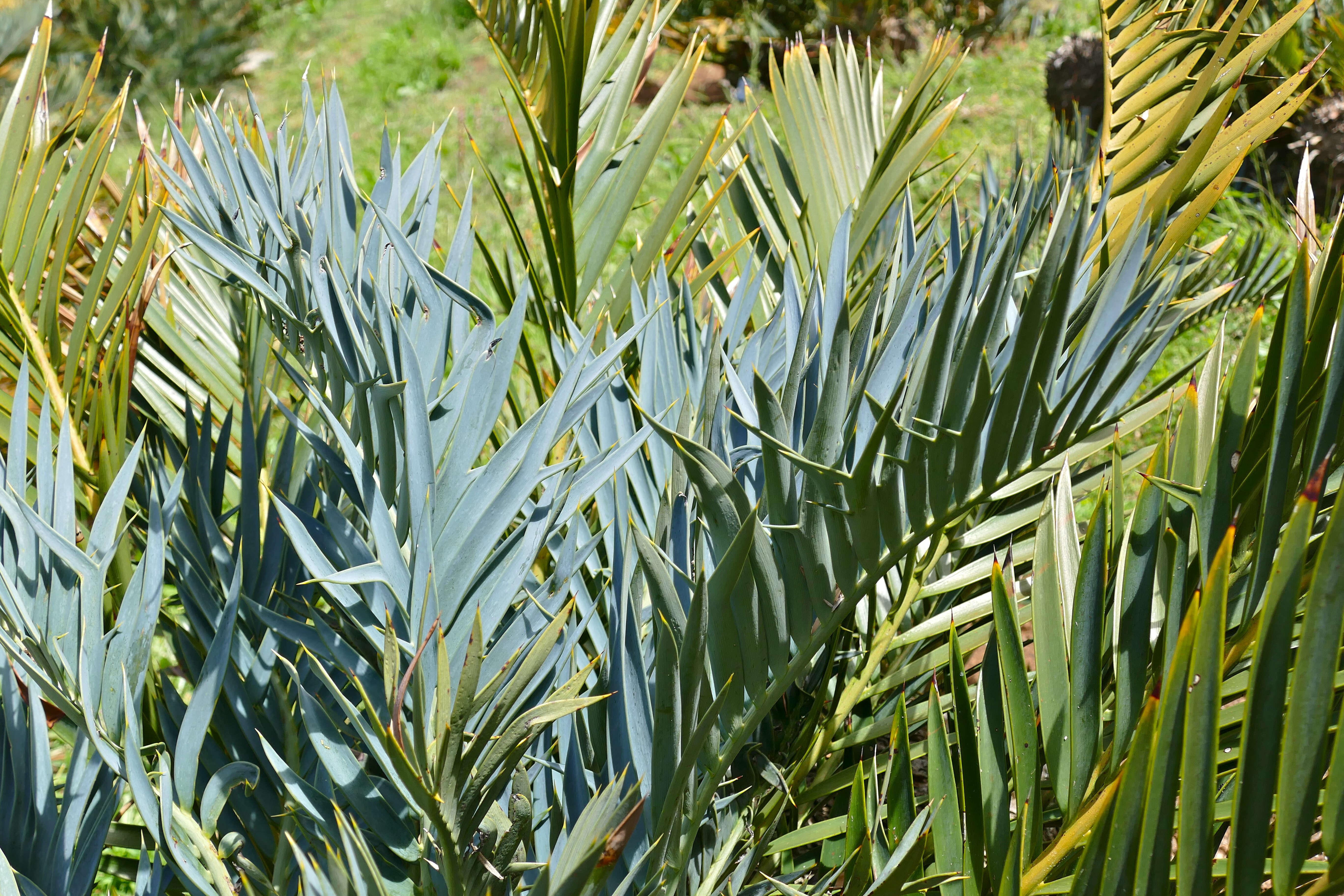 Image of bread tree