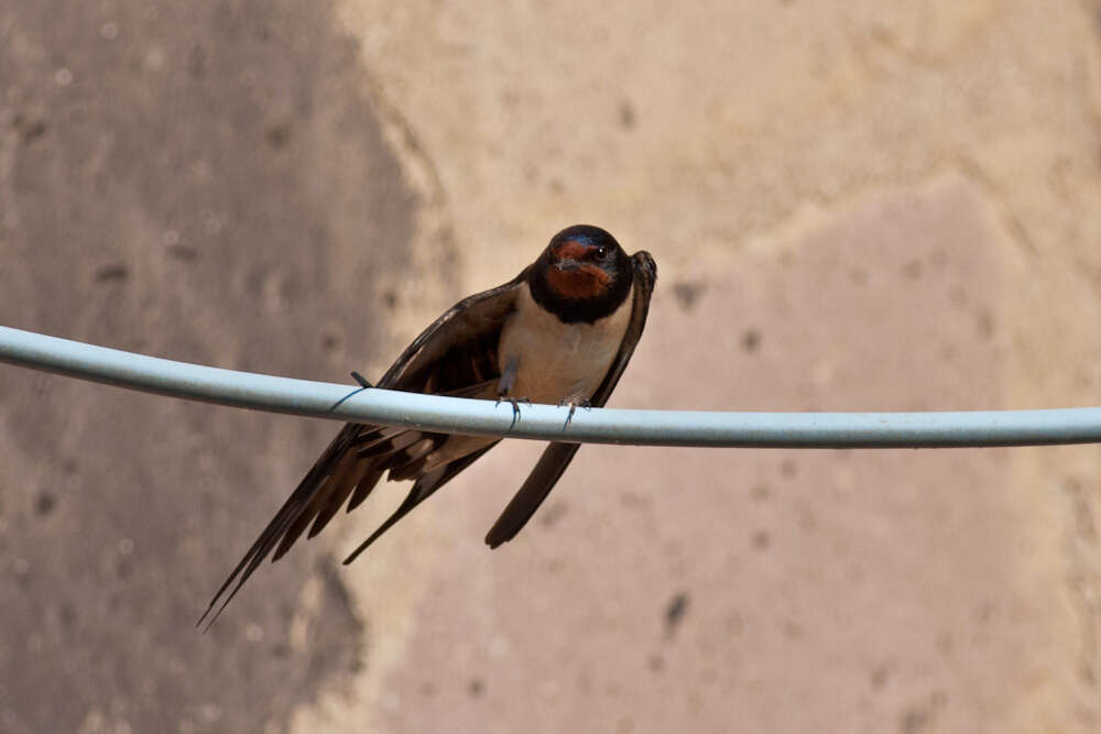 Image of Hirundo Linnaeus 1758