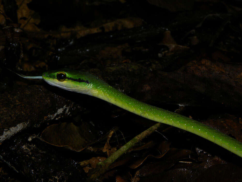 Image of Cope's Parrot Snake