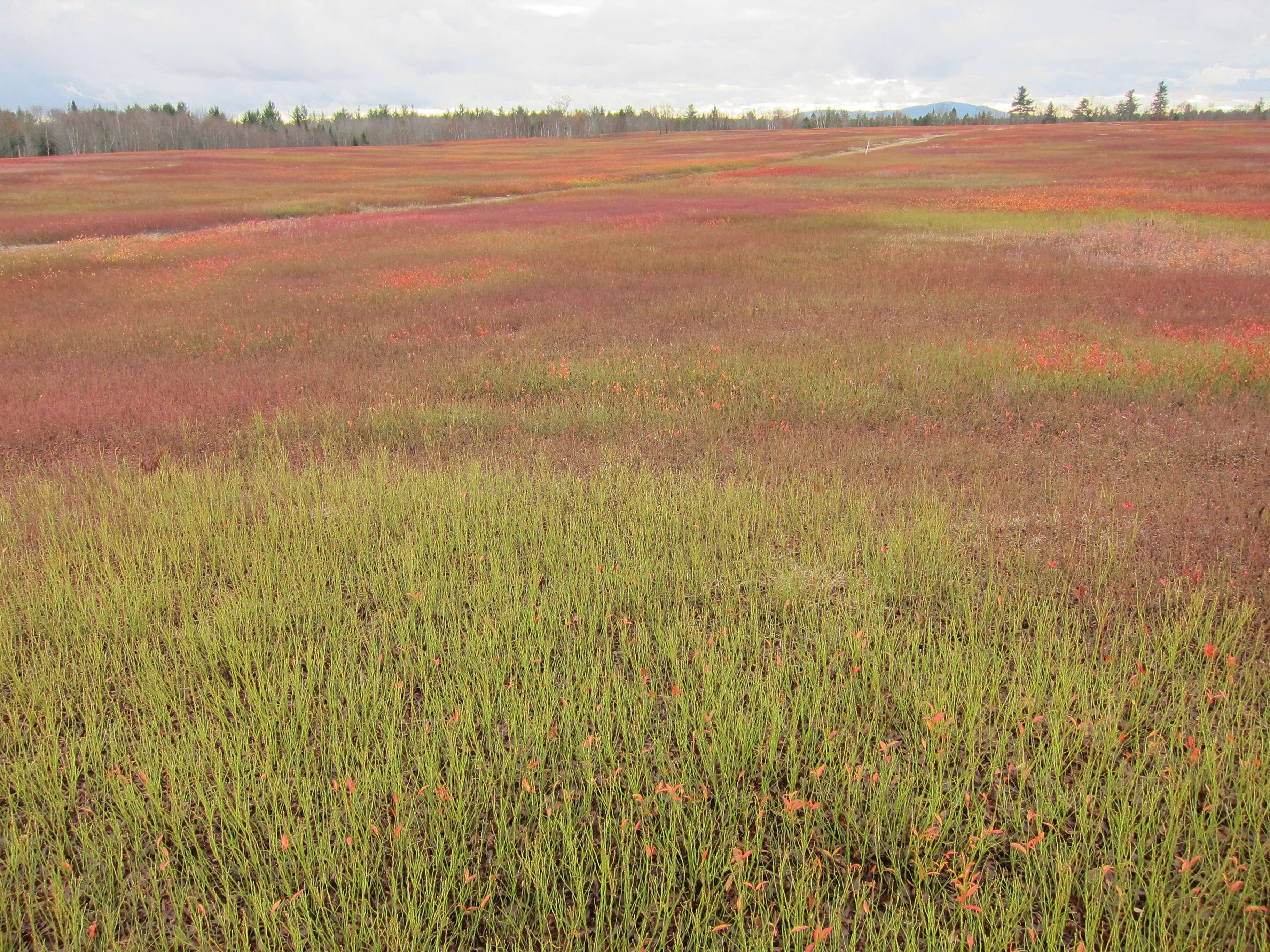 Image of blueberry