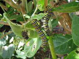 Image of Monarch Butterfly