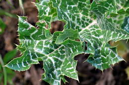 Image of Milk thistle