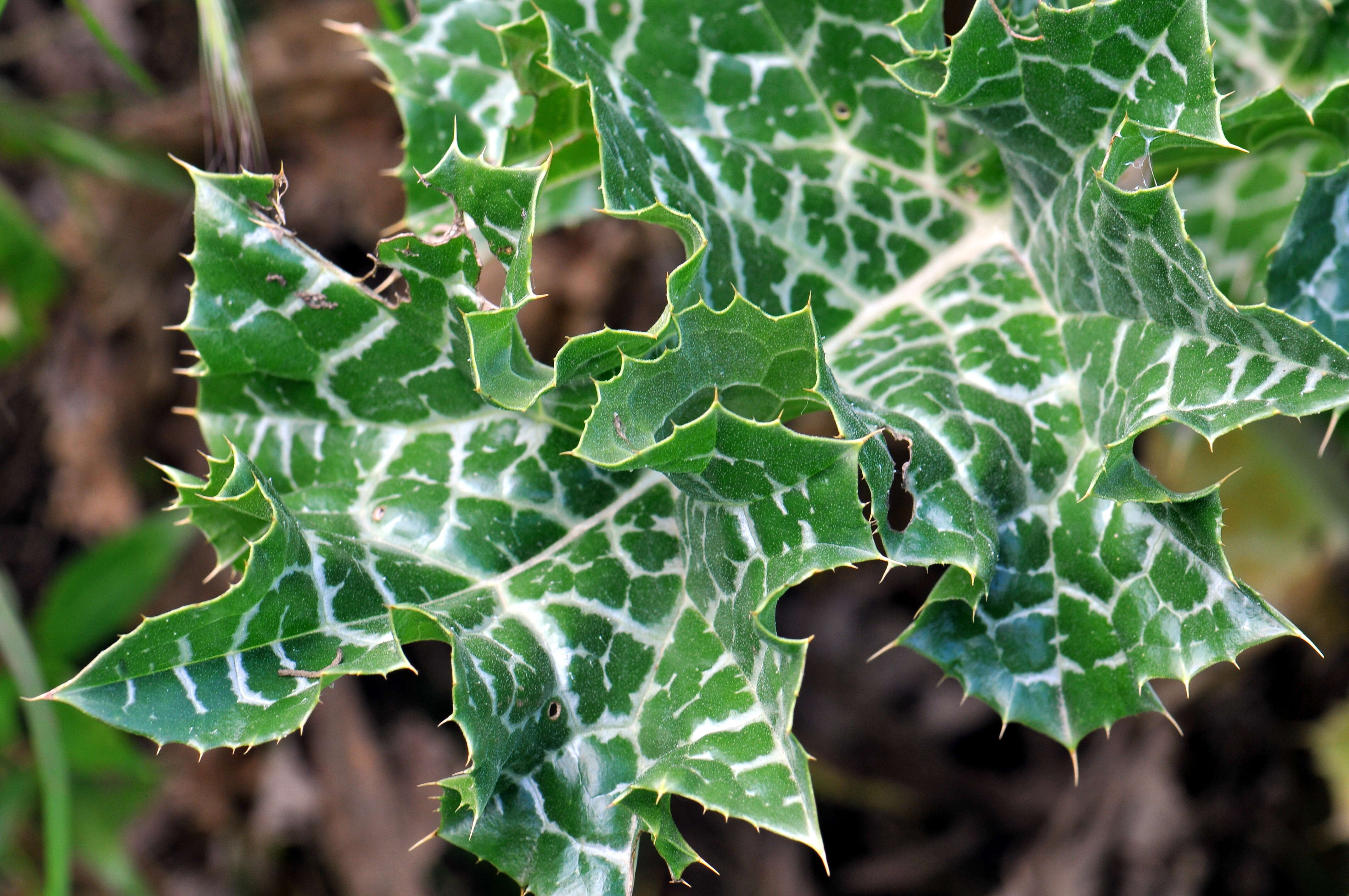 Image of Milk thistle