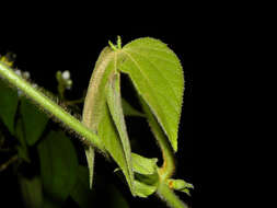 Image of Dalechampia osana Armbr.