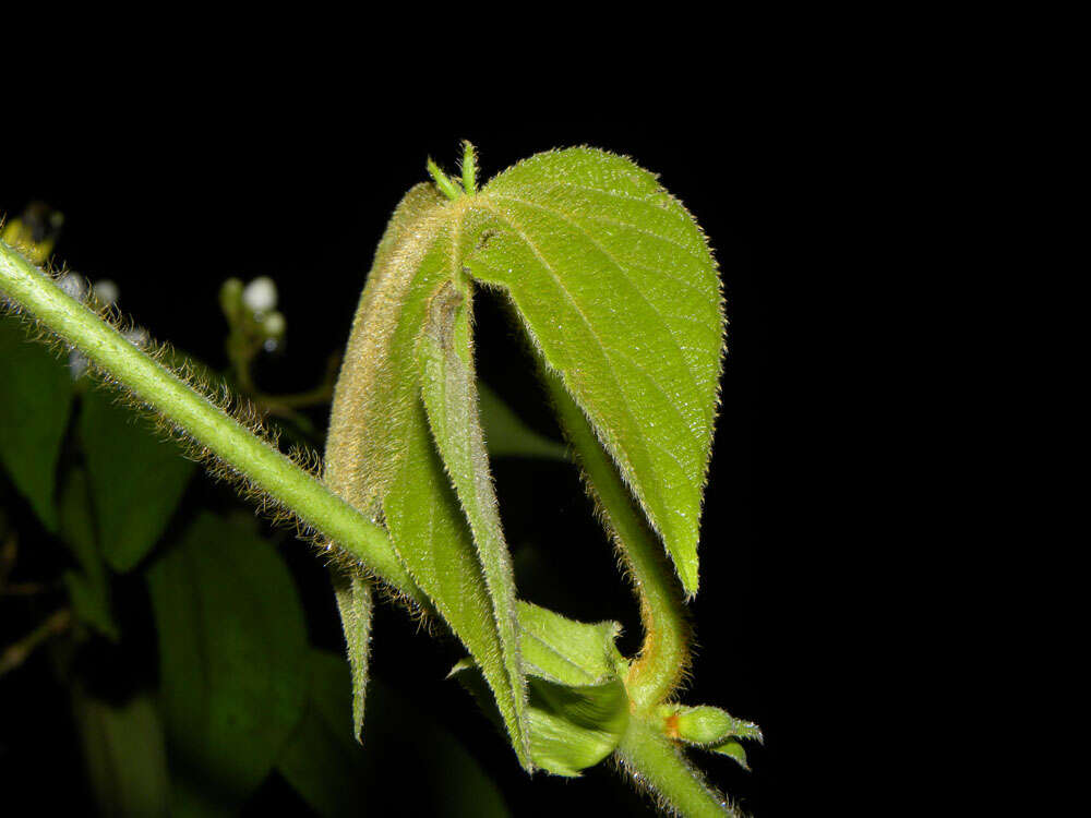 Image of Dalechampia osana Armbr.