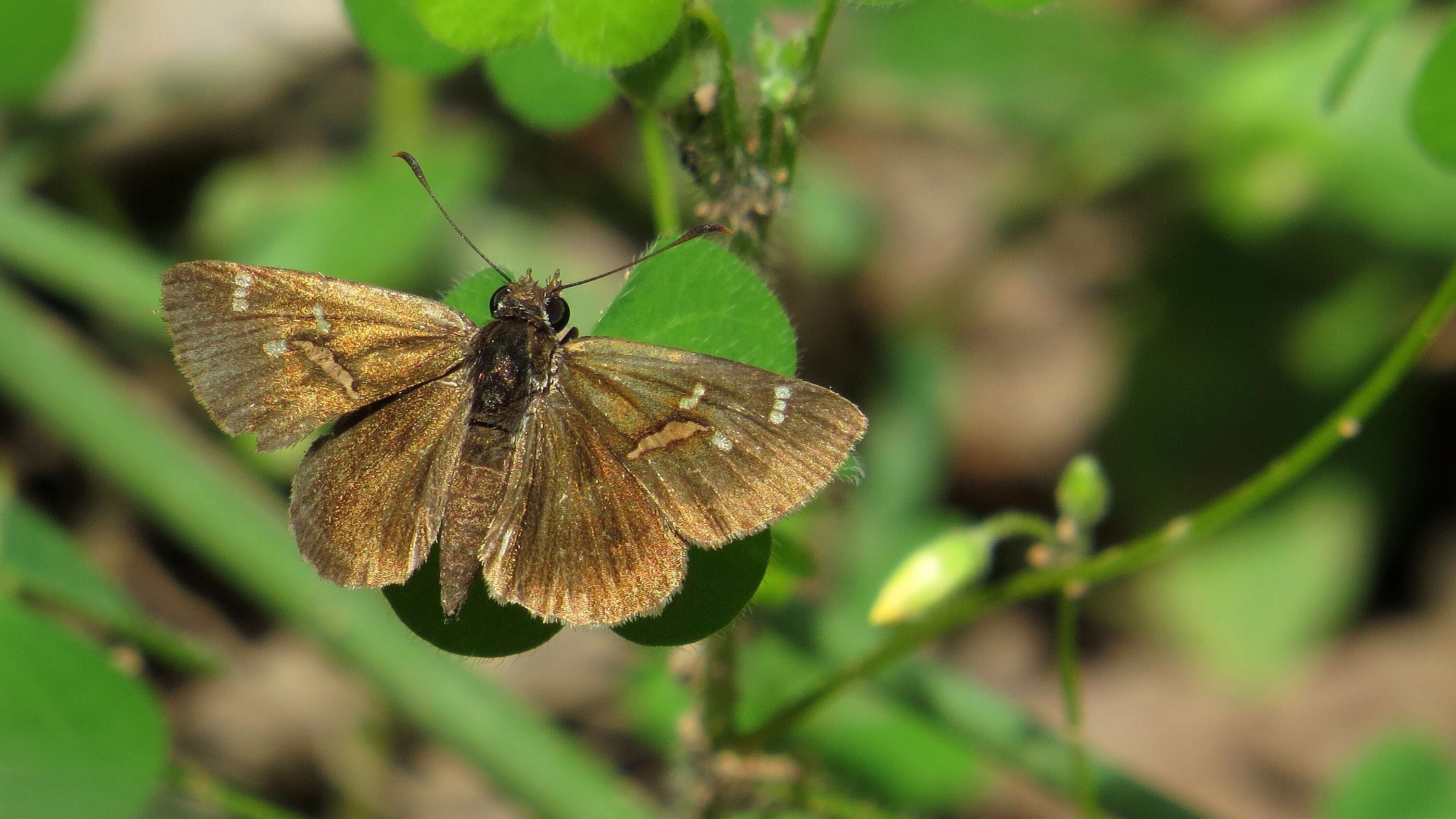 Слика од Lepidoptera